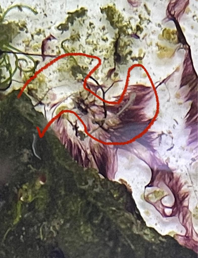 Samma sorts vita, luddiga hydroid som i Kyles kar