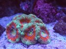 Clownparet i en Montipora cap