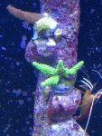 Närbild på montipora