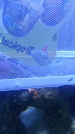 Den nya filfisken — köpt för att äta glasanemoner