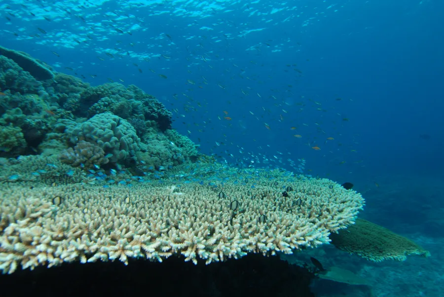Acropora