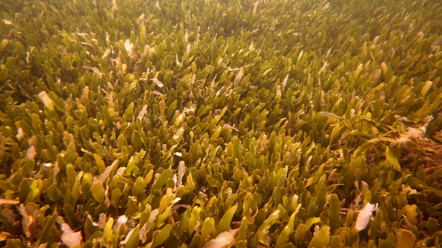 Caulerpa