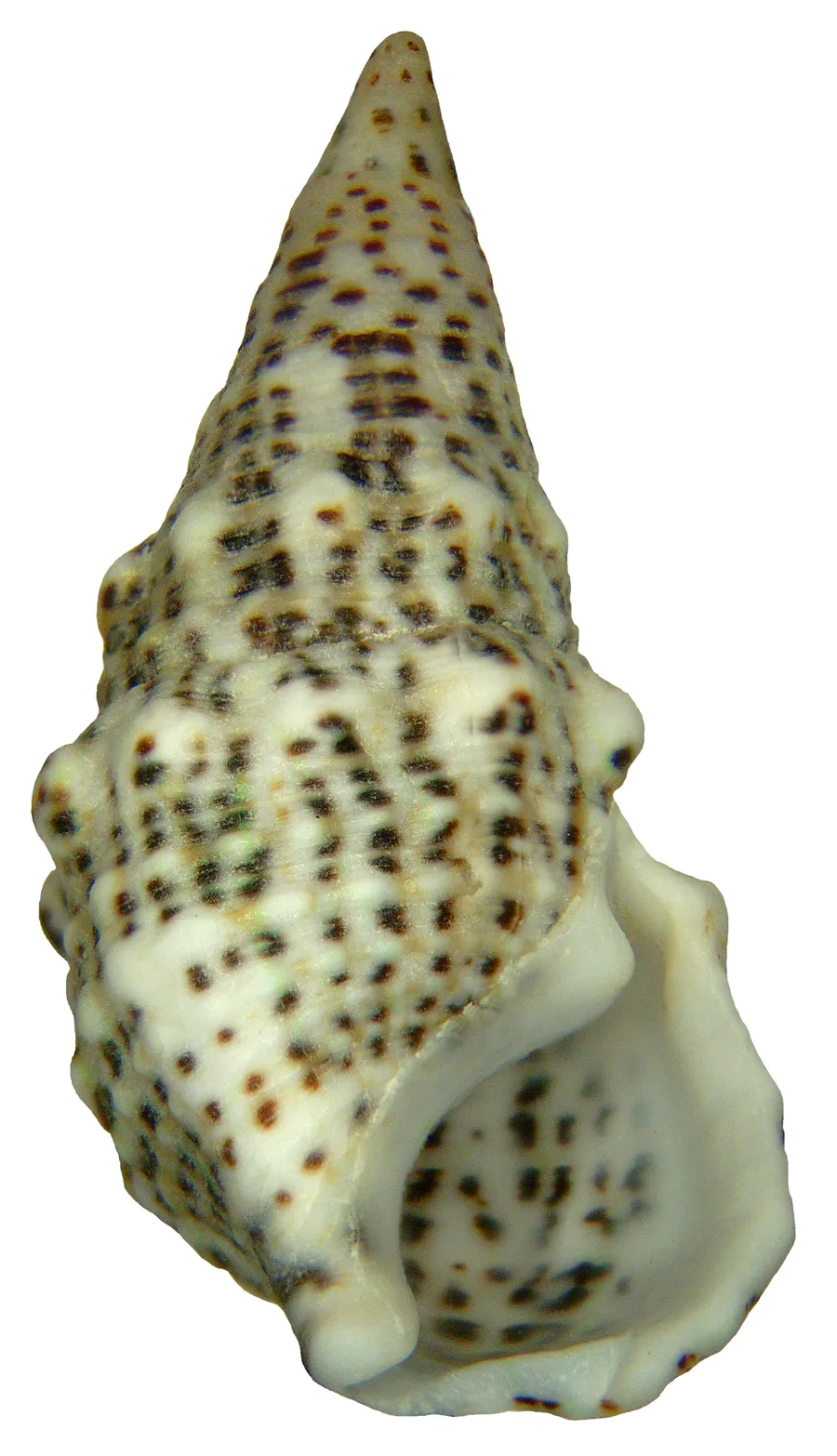 Ceriumsnäcka