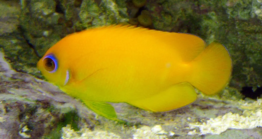Citrondvärgkejsarfisk