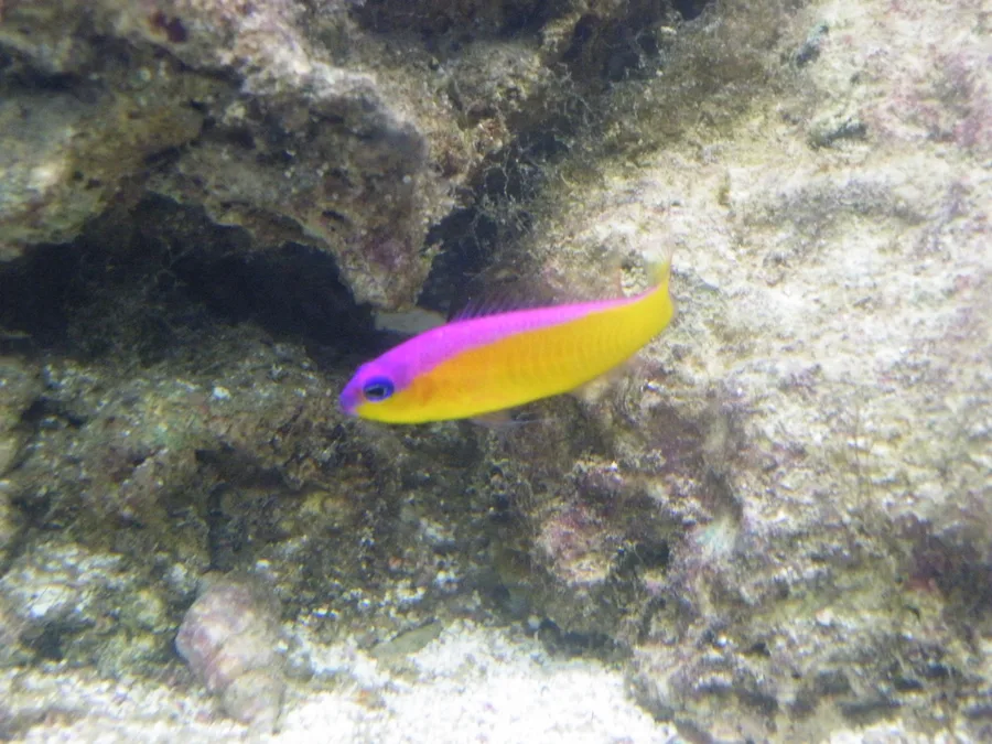 Diadem-dottyback