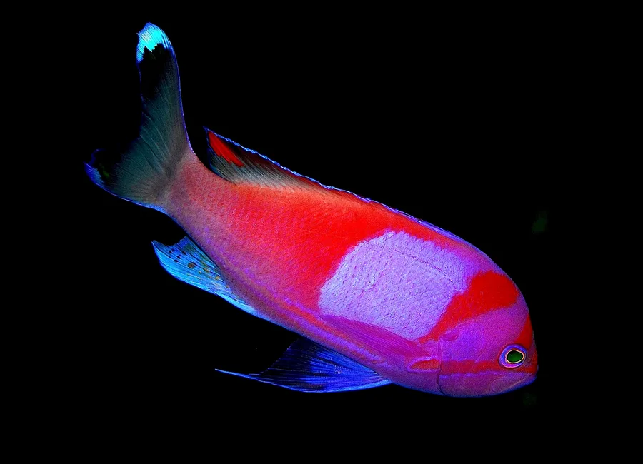 Diskoanthias