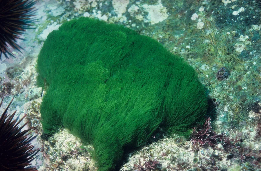Dragsvansalg