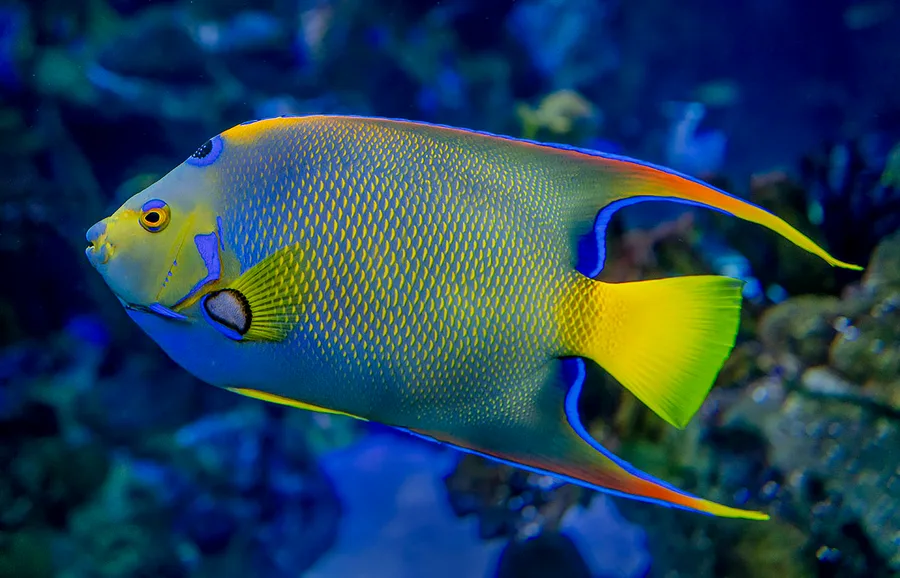 Drottningkejsarfisk