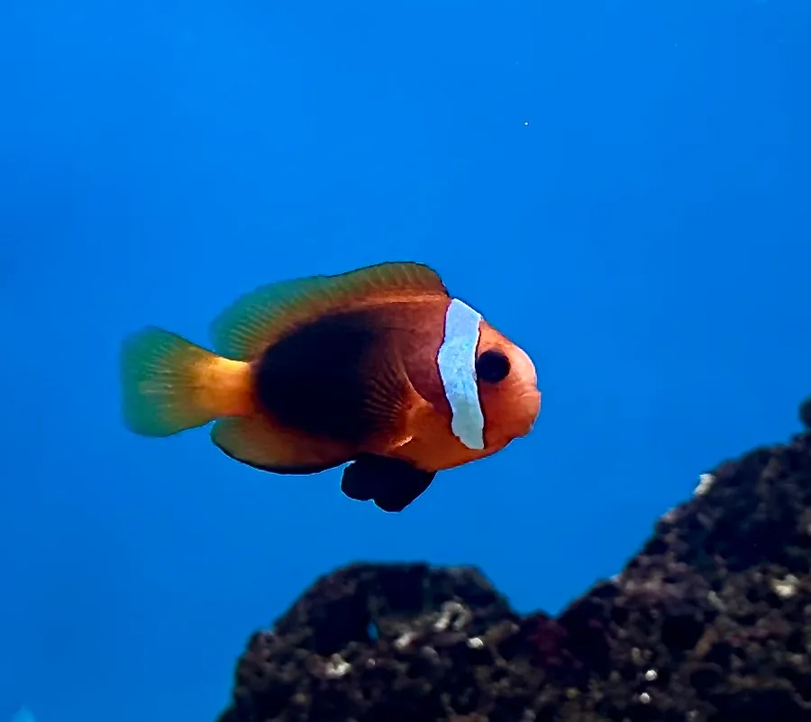 Eldclownfisk