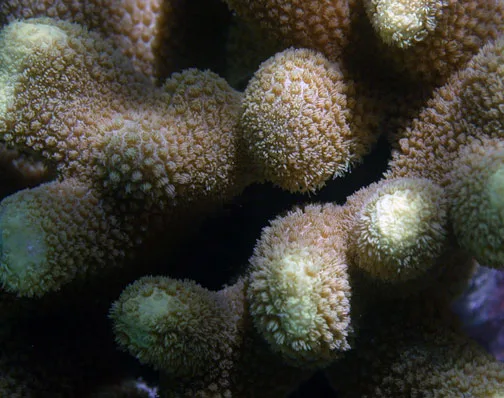 Fingerporitkorall