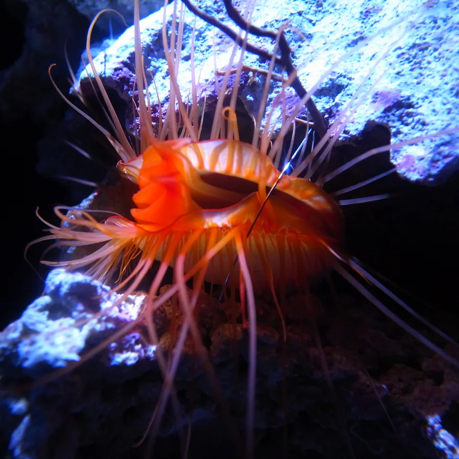Flammussla