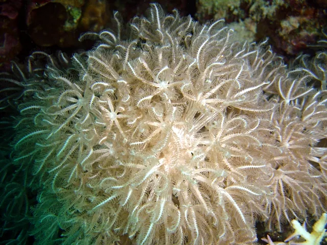 Glaspolyp