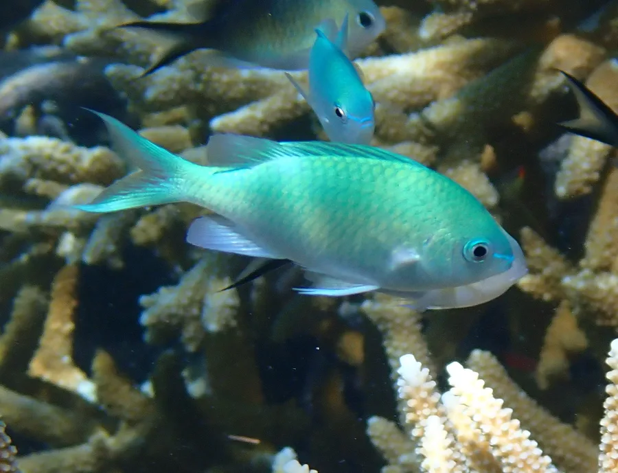 Grön chromis
