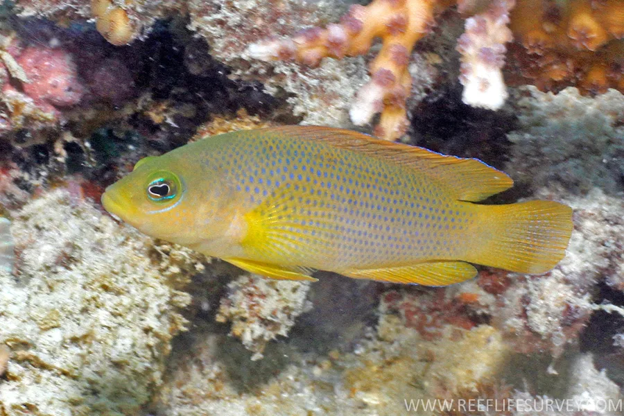 Gul dottyback