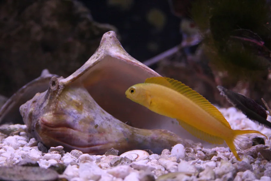 Gul kanarieblenny