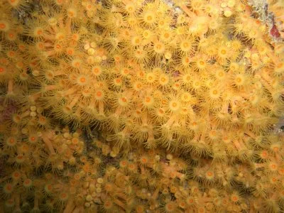 Gula polyper