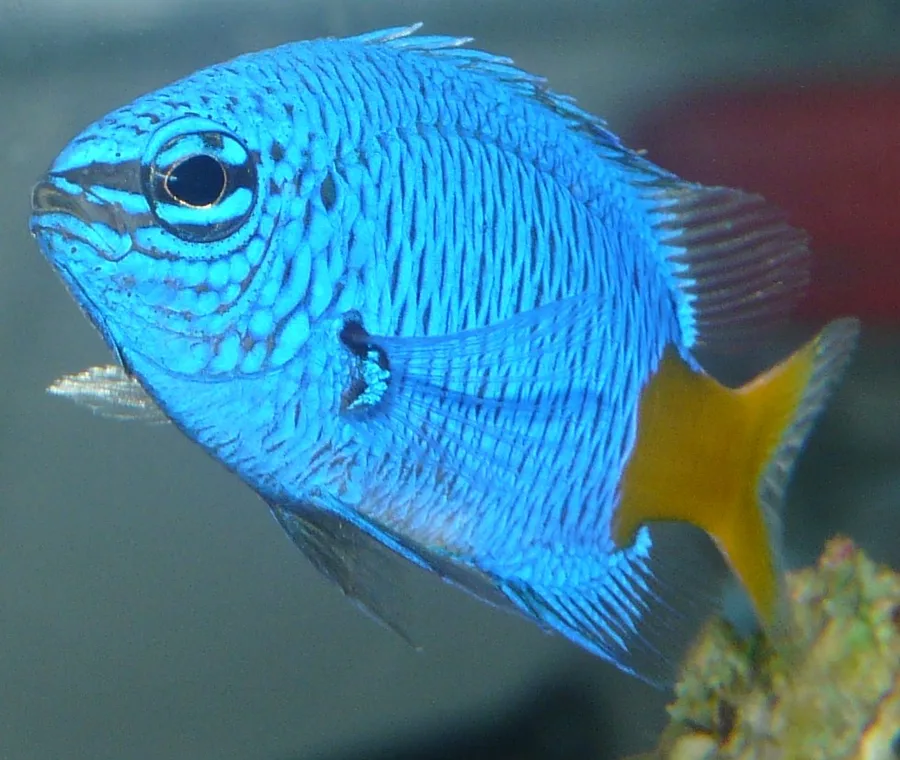 Gulstjärtad demoiselle