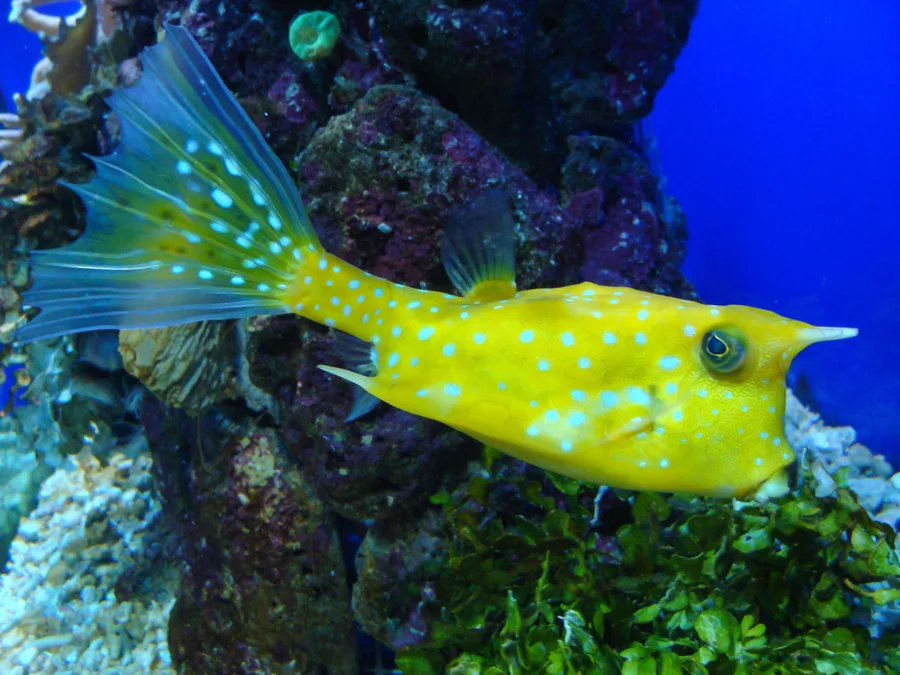 Hornkofferfisk