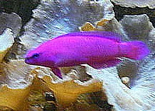 Orkidé-dottyback