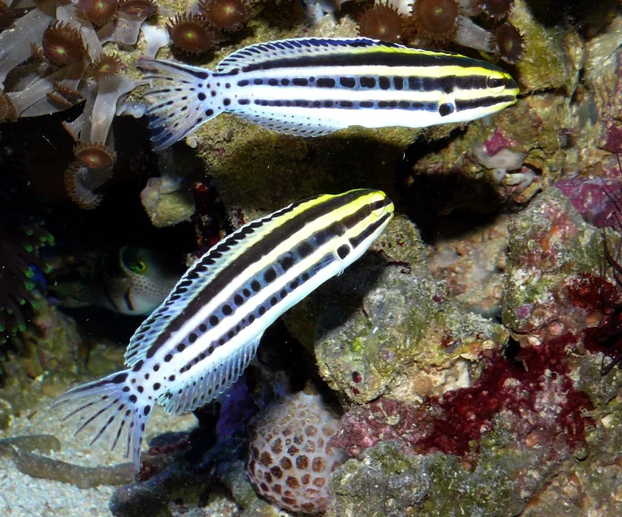 Randig huggtandsblenny