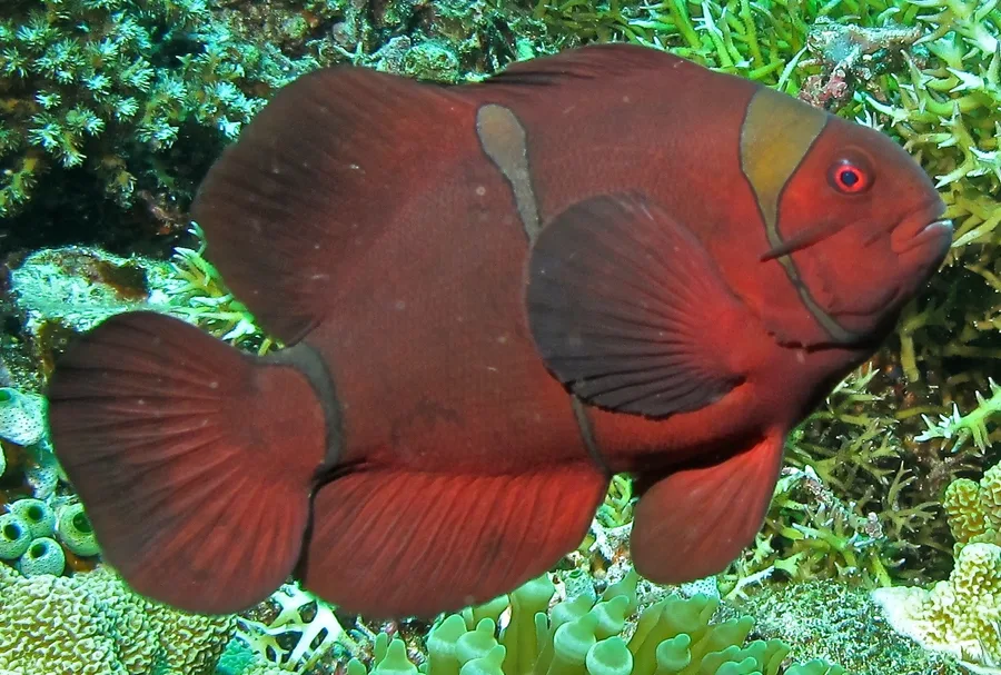 Sammetsclownfisk