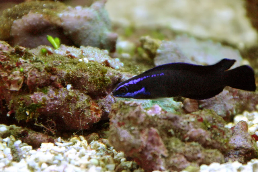 Springers dottyback
