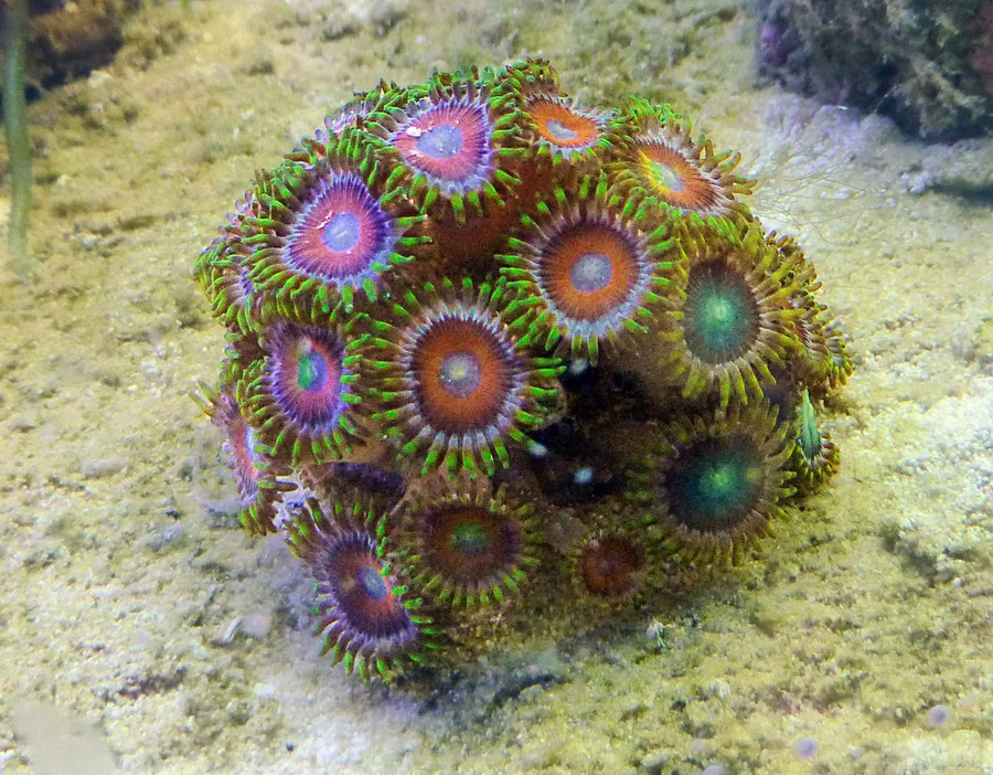 Zoanthus